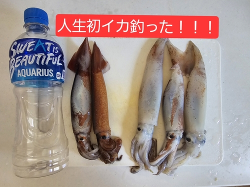 イカの釣果