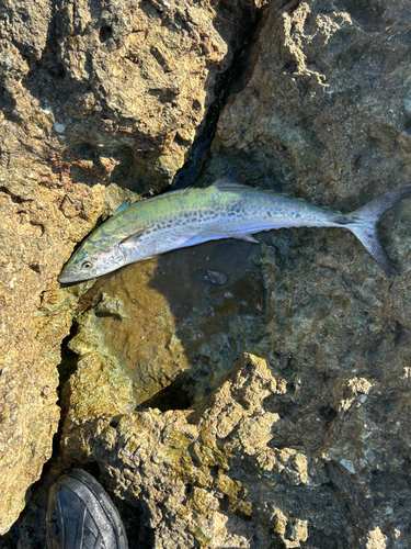 サゴシの釣果