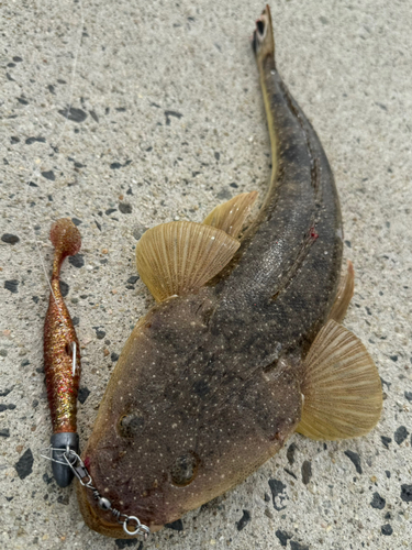 マゴチの釣果