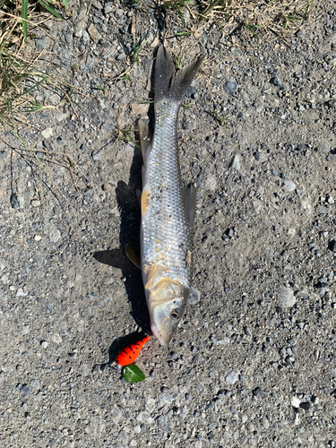 ニゴイの釣果