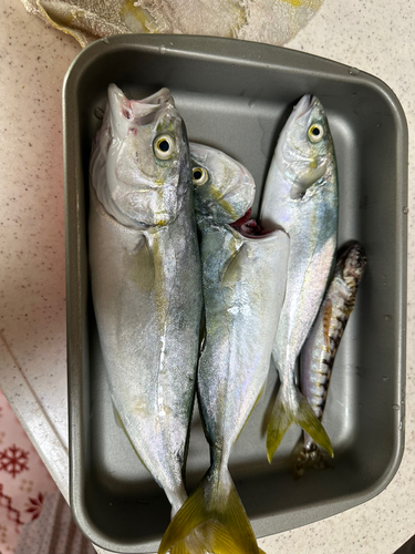 ワカシの釣果