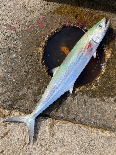 サゴシの釣果