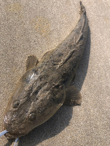 マゴチの釣果