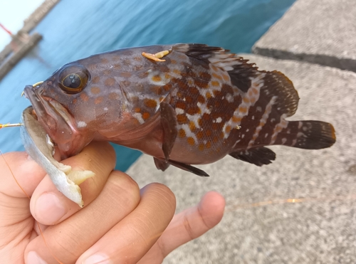 キジハタの釣果