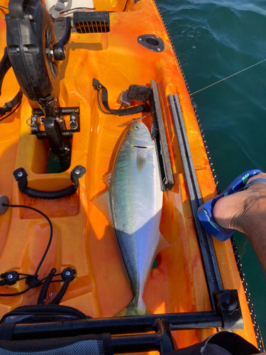 ワラサの釣果