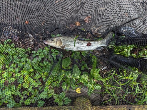 ニゴイの釣果