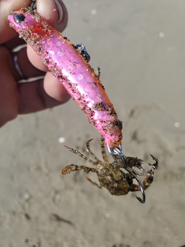 カニの釣果