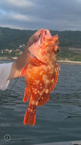 ウッカリカサゴの釣果