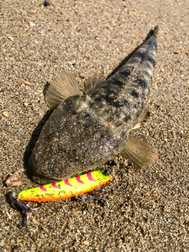 マゴチの釣果