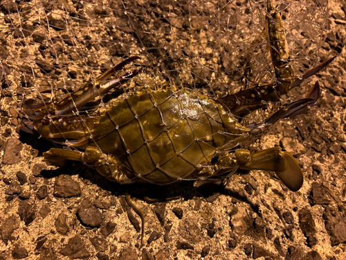 ワタリガニの釣果