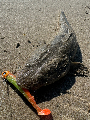 マゴチの釣果