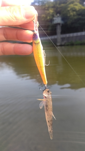 マハゼの釣果