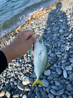 ワカナゴの釣果