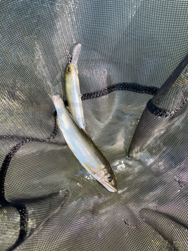 アユの釣果