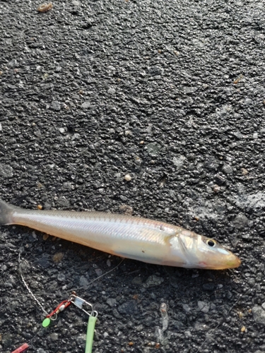 アナゴの釣果