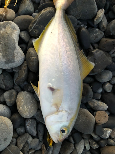 ショゴの釣果