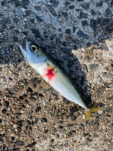 サバの釣果