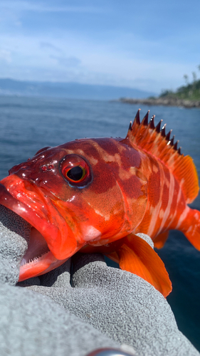 アカハタの釣果