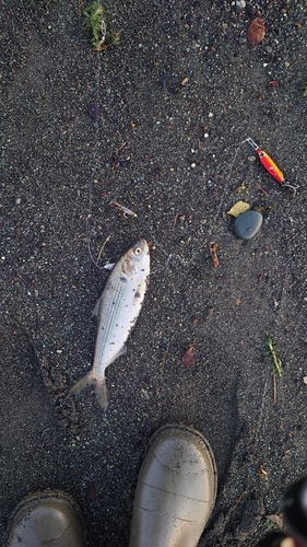 コノシロの釣果