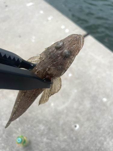 マゴチの釣果