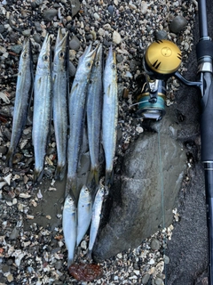 ヤマトカマスの釣果