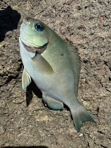 グレの釣果