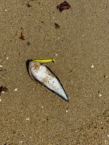 シタビラメの釣果