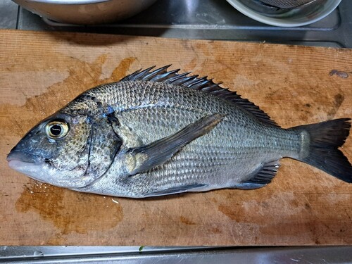 チヌの釣果