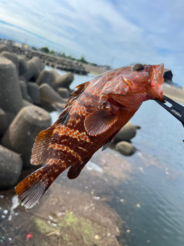 キジハタの釣果