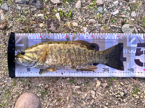 スモールマウスバスの釣果