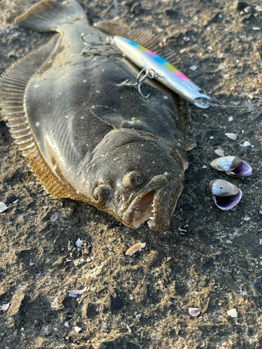 ヒラメの釣果