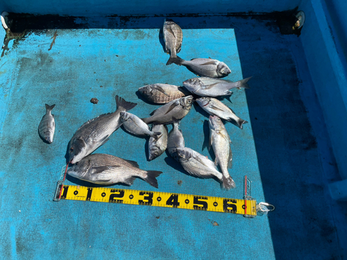 クロダイの釣果