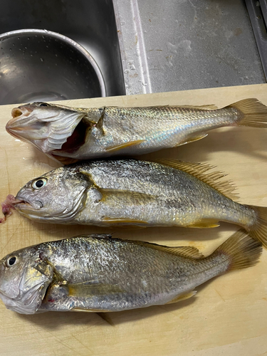 イシモチの釣果