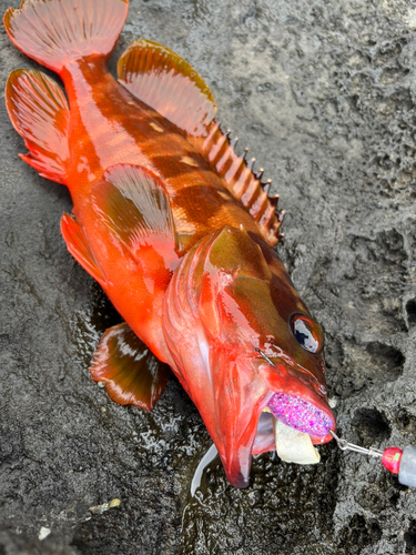 アカハタの釣果