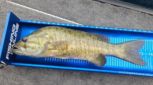 スモールマウスバスの釣果