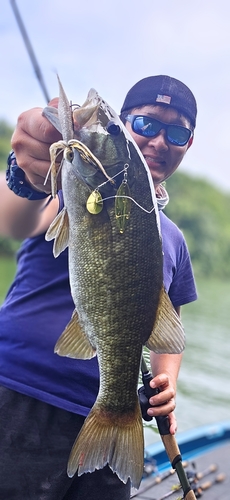 スモールマウスバスの釣果