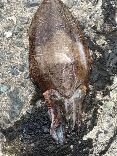 モンゴウイカの釣果