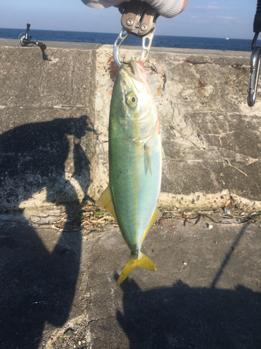 ワカシの釣果