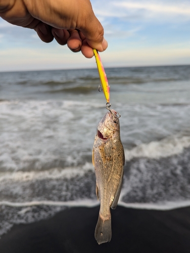 イシモチの釣果