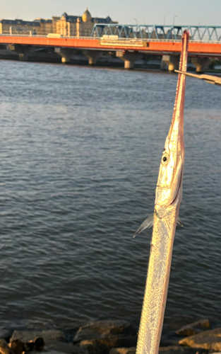 ダツの釣果