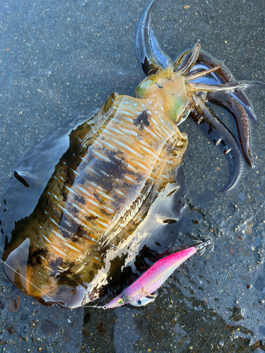 アオリイカの釣果