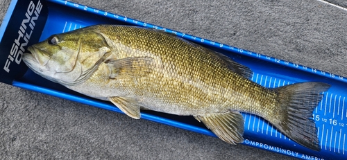 スモールマウスバスの釣果