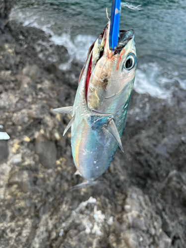 ソウダガツオの釣果