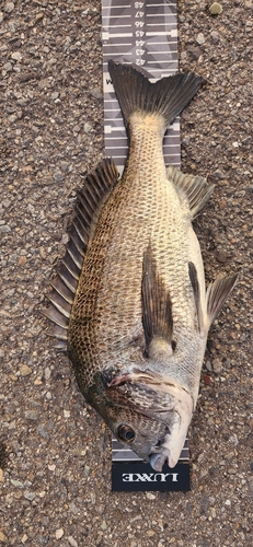 チヌの釣果