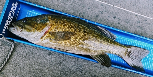 スモールマウスバスの釣果