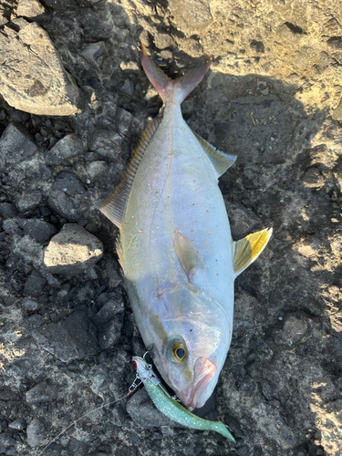 ショゴの釣果