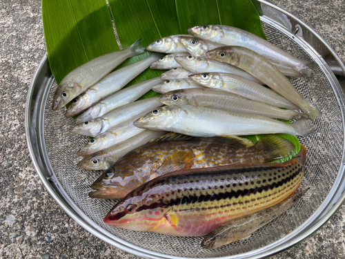 シロギスの釣果