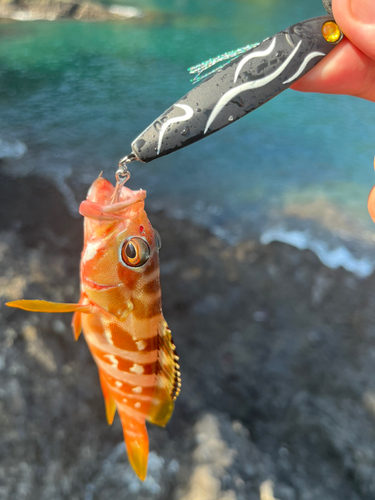 アカハタの釣果