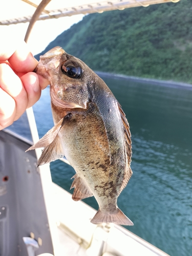 クロメバルの釣果