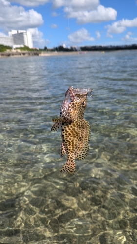 イシミーバイの釣果